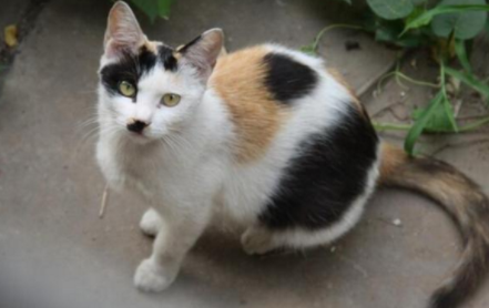 黄眼睛的猫都是土猫吗 黄眼睛的猫都是土猫吗