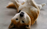 挠狗狗肚子腿会动是怎么回事