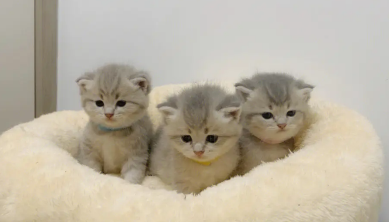 小奶猫多大开始认主人 小奶猫多大开始认主人