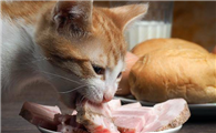 猫咪为什么要抢食物呢