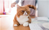 猫咪飞机托运需要办理什么证明呢