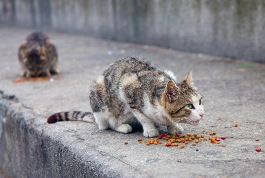 经常喂流浪猫会有业障吗