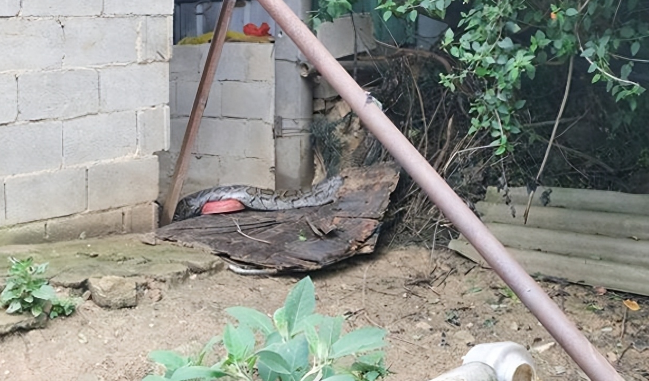 福建泉州出现4米巨蟒,吃掉一只羊后无法动弹 福建泉州出现4米巨蟒,吃掉一只羊后无法动弹