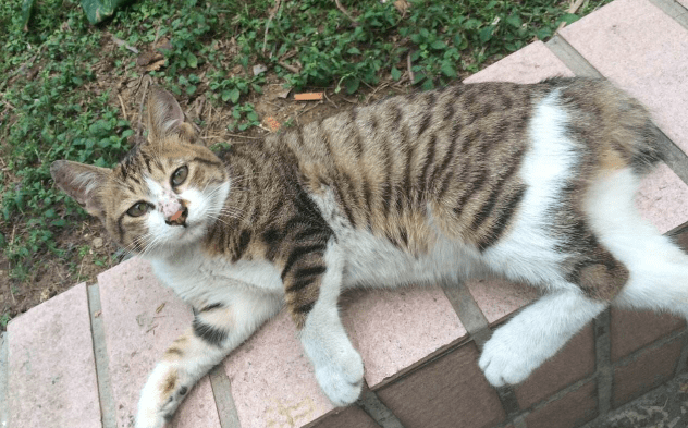 麒麟猫尾巴向下勾起来 麒麟猫尾巴向下勾起来