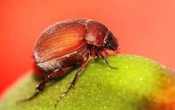苹毛丽金龟是害虫吗?如何防治? 苹毛丽金龟是害虫吗?如何防治?