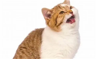 猫咪为什么学蛇叫呢
