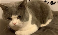 猫咪为什么会气鼓鼓啊