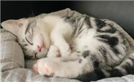 猫咪身体抖动是为什么啊