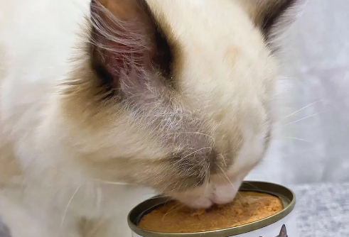 一文详解：佰慕猫罐头怎么样？