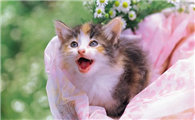 猫咪老是觉得冷是为什么原因
