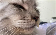 猫咪为什么突然鼻炎好了呢