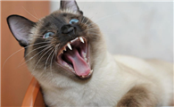 猫咪为什么害怕外出拉尿呢