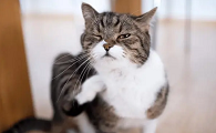 猫咪老是挠自己头是为什么