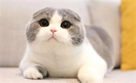 怎么知道家里的猫是什么品种的猫