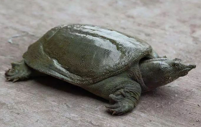 王八在十二生肖指哪个