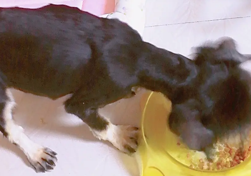 如何制作雪纳瑞食品狗粮呢