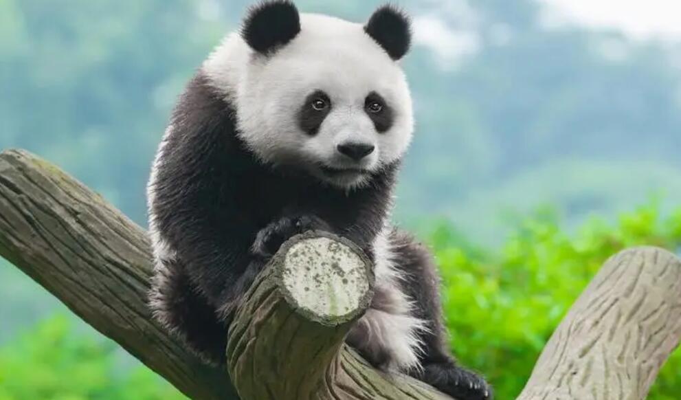 简单又好看的熊猫 简单又好看的熊猫