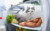 猫咪要求食物放冰箱是为什么