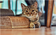 猫咪为什么会踩腿走路呢