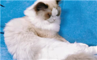 猫咪为什么要坐着睡呢