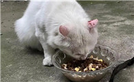 刚捡的流浪猫要去医院检查什么