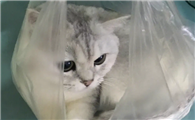 猫咪为什么爱闻袋子啊