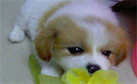 绣球犬怎么养？不妨来看看吧