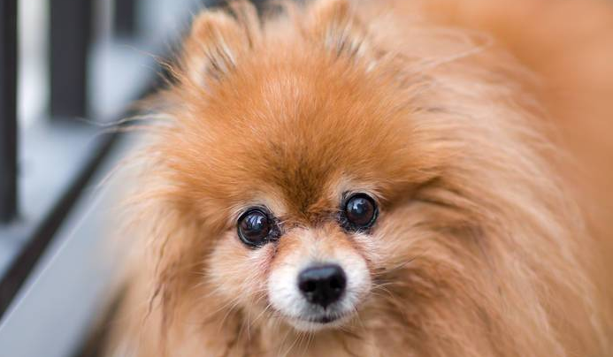 博美犬掉毛吗?好养吗? 博美犬掉毛吗?好养吗?