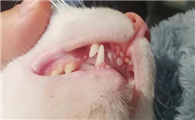 猫咪换牙为什么掉毛啊
