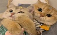 猫咪为什么不亲人了呢怎么回事