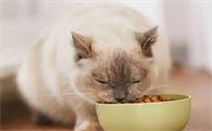 猫咪吃得很多是为什么呢