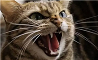 猫咪为什么喜欢大声叫唤啊
