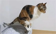 猫咪为什么几天不大便呢