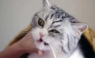 猫咪换牙后怎么不长了