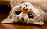 猫咪为什么很忠诚呢
