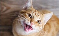 猫咪的声音嘶哑是为什么啊