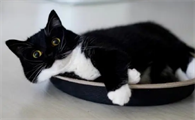 为什么很多猫咪都是白手套呢