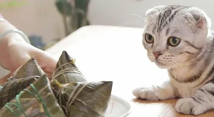 端午有关的猫咪名字