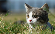 猫咪会爬出白色虫子吗