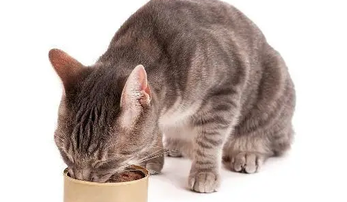 宠之初猫罐头好不好 宠之初猫罐头好不好