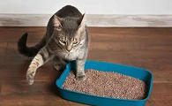 猫咪爱乱尿是什么原因