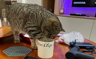 为什么猫咪喜欢扒拉水杯