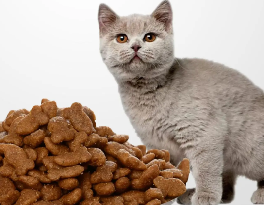 宠仔猫粮质量
