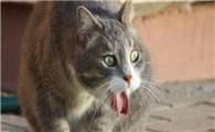 猫咪为什么会抽搐呕吐呢