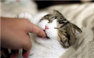 猫突然咬我手指