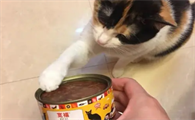 猫咪为什么要在水里活动