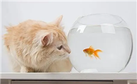 猫咪为什么喜欢叼鱼缸啊
