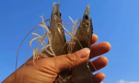吃完虾千万别碰5种食物