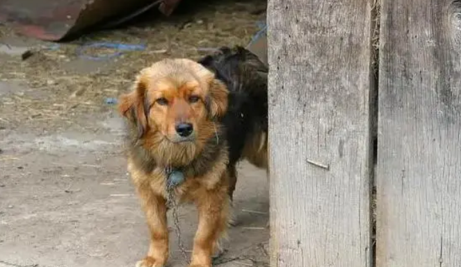 这6种“看家犬”,勇猛又护主,值得饲养! 这6种“看家犬”,勇猛又护主,值得饲养!