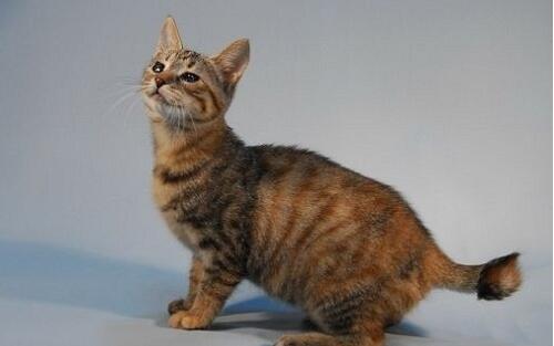 短尾麒麟猫和短尾猫区别 短尾麒麟猫和短尾猫区别